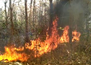 Forest fire in Similipal