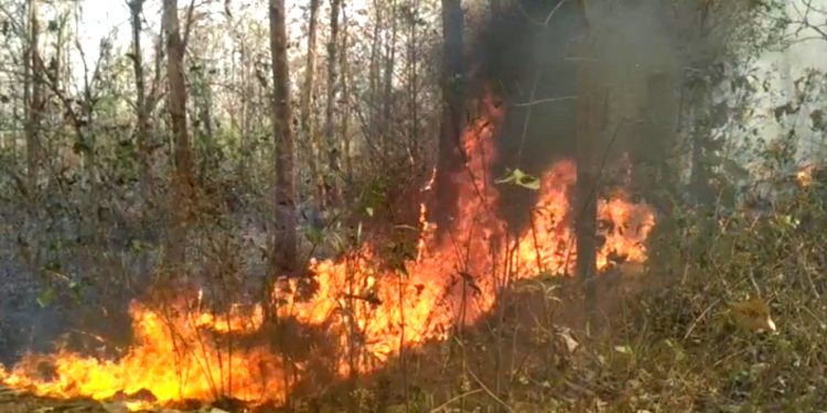 Forest fire in Similipal