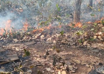 Similipal forest fires fully contained, says forest department