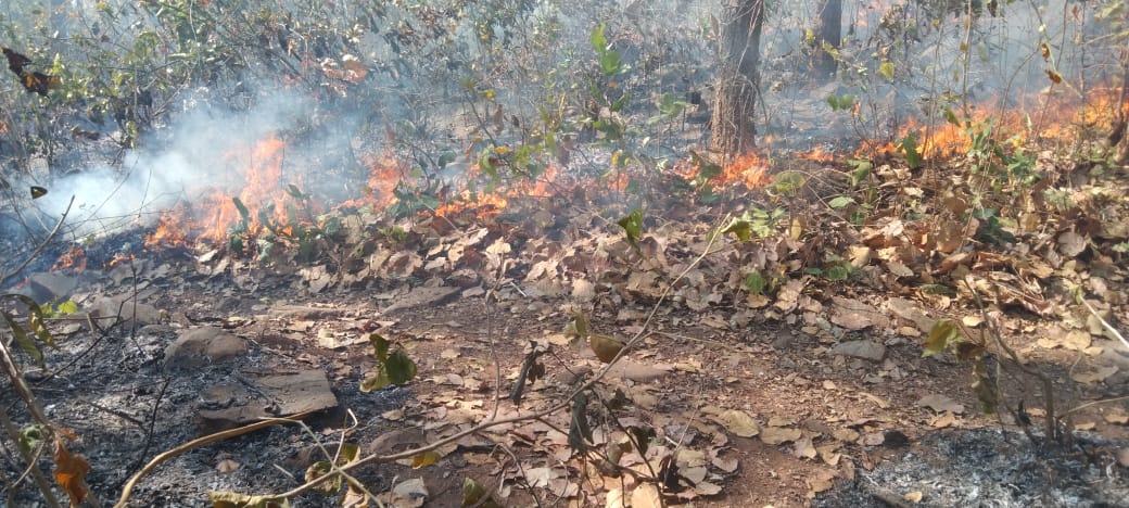 Similipal is burning - OrissaPOST