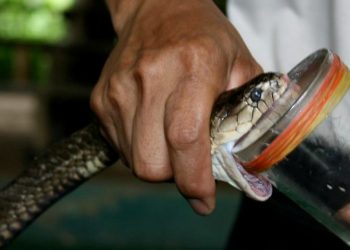 Snake venom smuggling racket