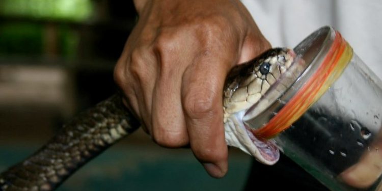 Snake venom smuggling racket