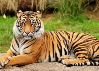 Tigress Sundari to bid adieu to Odisha