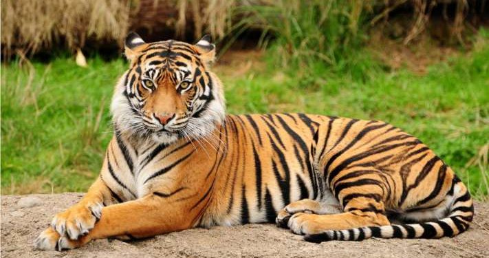 Tigress Sundari to bid adieu to Odisha