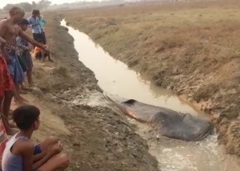 Whale shark carcass spotted in Balasore nullah