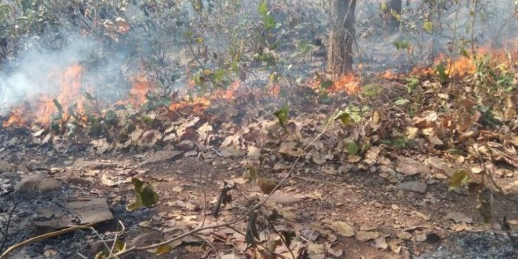 Wildfire reported from Khandagiri hill in Bhubaneswar