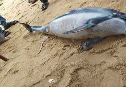 Dolphin carcass spotted on Puri sea beach