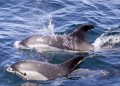 Dolphin count in Bhitarkanika on rise