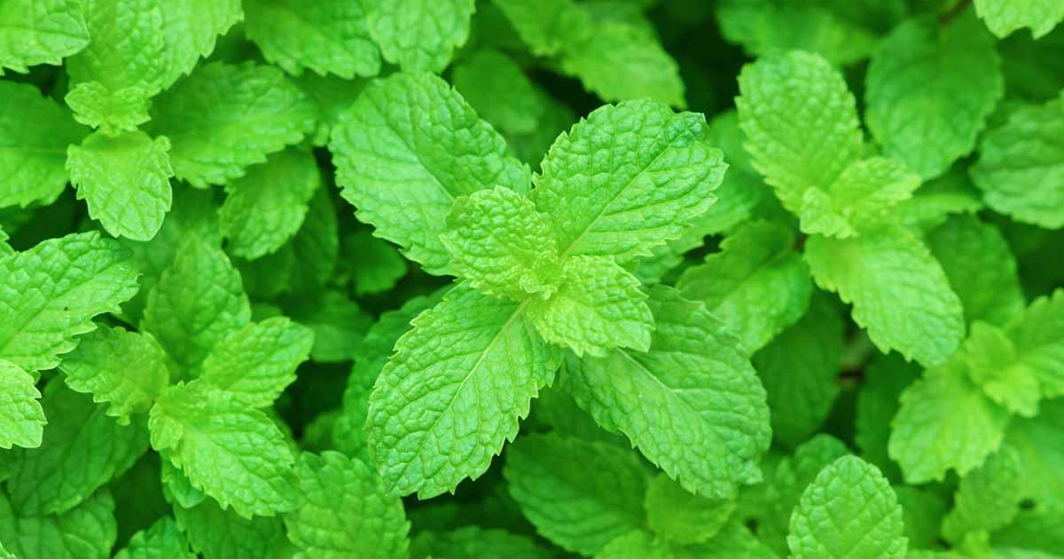 Benefits of Peppermint for Skin and Hair
