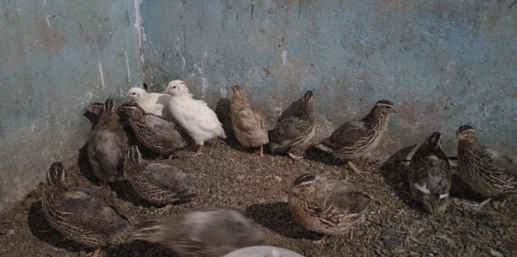 Khurda man reaps success in quail farming