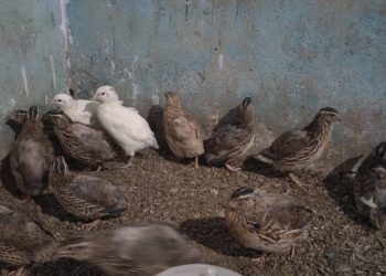 Khurda man reaps success in quail farming