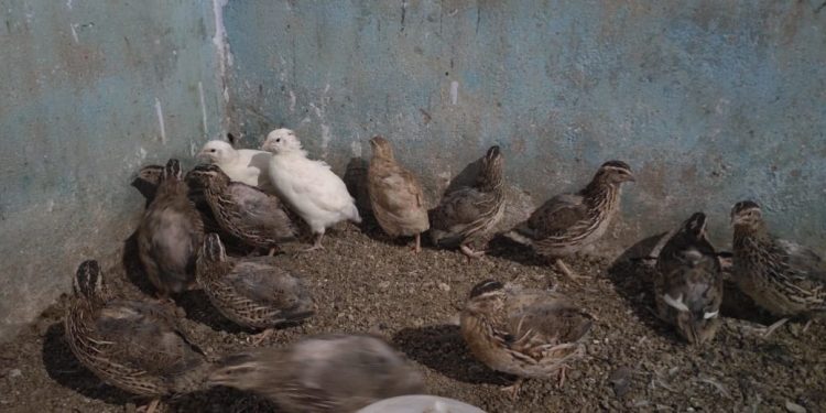 Khurda man reaps success in quail farming