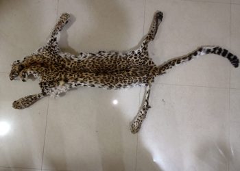 Leopard skin, elephant tusks seized, two detained in Nayagarh district