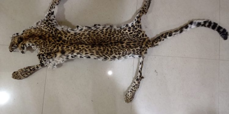Leopard skin, elephant tusks seized, two detained in Nayagarh district