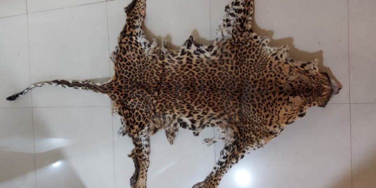 Leopard skin seized, 2 arrested in Khurda