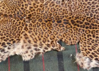 Leopard skin seized, 2 arrested in Nayagarh