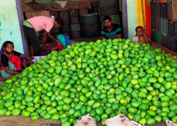 Mango trade hit by slump