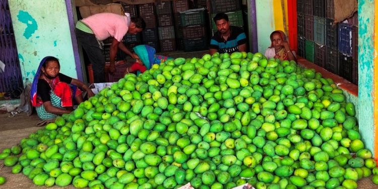 Mango trade hit by slump