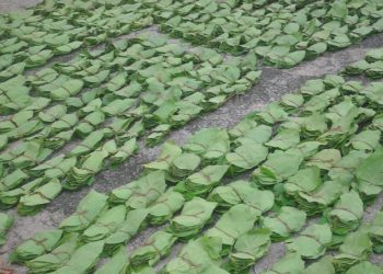 Outside traders lure kendu leaf pluckers