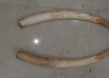 Special Task Force Saturday seized a leopard skin and two pieces of tusk