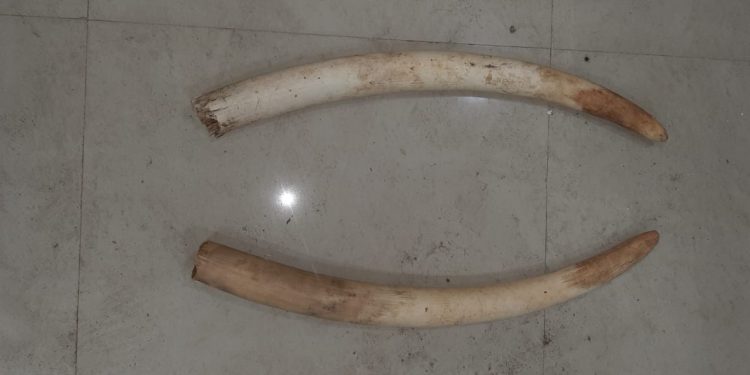 Special Task Force Saturday seized a leopard skin and two pieces of tusk