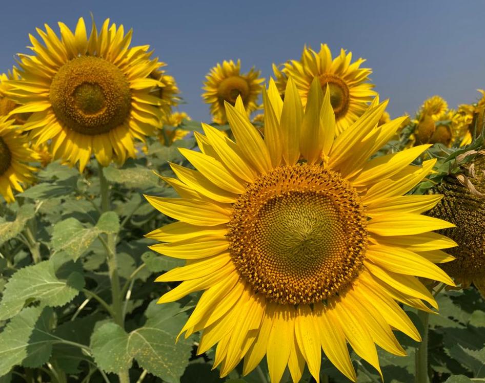 sunflowers