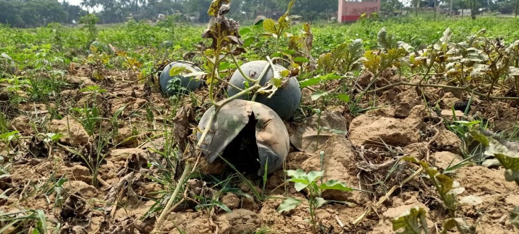 Watermelon farmers in distress as ‘mystery’ disease damages crops