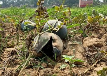 Watermelon farmers in distress as ‘mystery’ disease damages crops