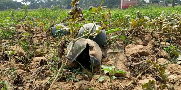 Watermelon farmers in distress as ‘mystery’ disease damages crops