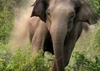 Elephant Attack