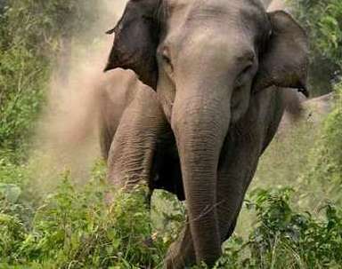 Man-Elephant conflicts claim four lives in Odisha amid foresters’ protests