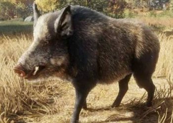 Youth killed, 3 critical in wild boar attack