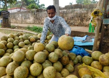 A vendor sells bael fruits in Bhubaneswar on the eve of Maha Vishuba Sankranti