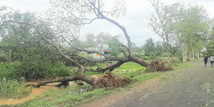 Fury of nature: Huge trees uprooted on the Akhandalamani-Bhadrak road after ‘Yaas’ struck the district Wednesday