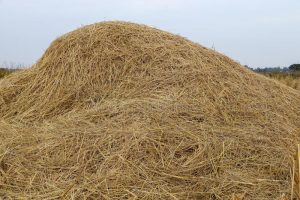 Ethanol bio refinery project hits road block
