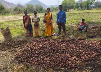 Farmers resort to onion distress sale