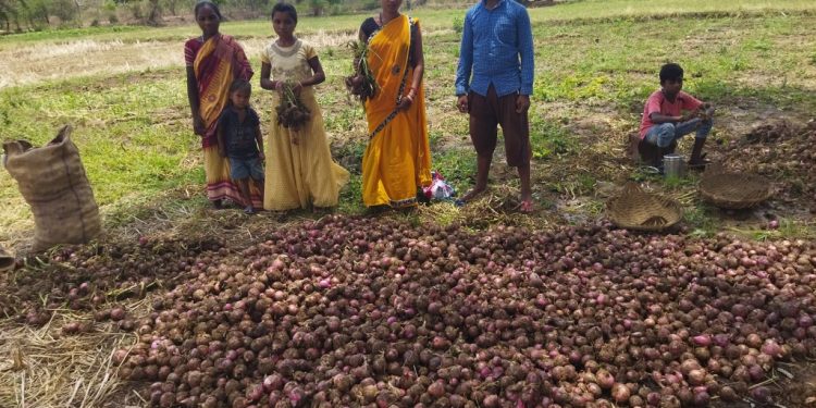 Farmers resort to onion distress sale