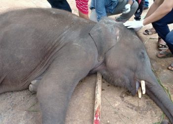 Jumbo death in Kapilas zoo sparks concern
