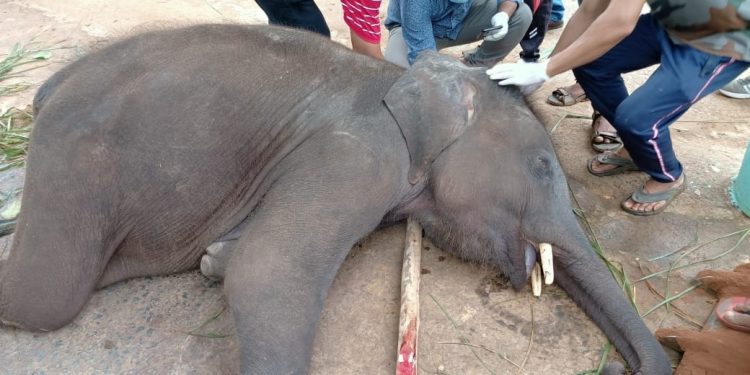 Jumbo death in Kapilas zoo sparks concern