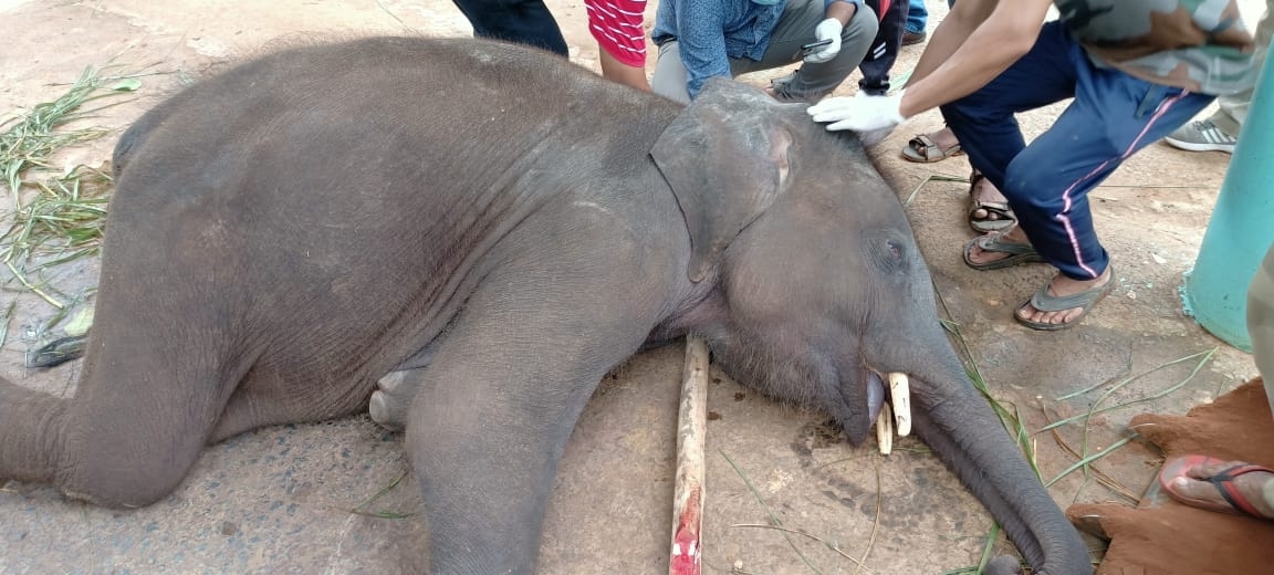 Picture of elephant