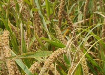Millet Mission strikes roots in Sundargarh
