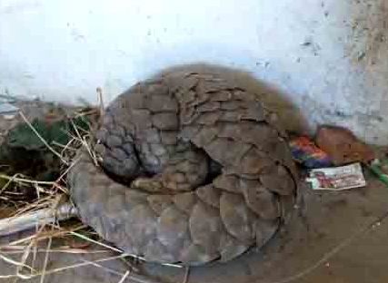Pangolin rescued in Mayurbhanj district, man arrested  