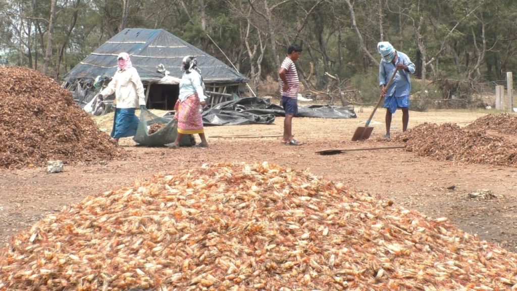 Pesticide-laced poultry feed sparks concern