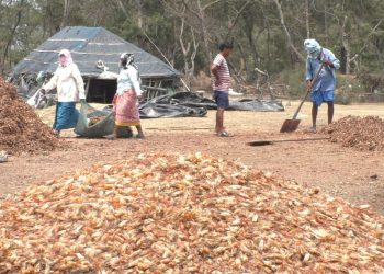 Pesticide-laced poultry feed sparks concern