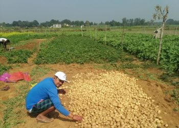 Potato mission fails in Jajpur district