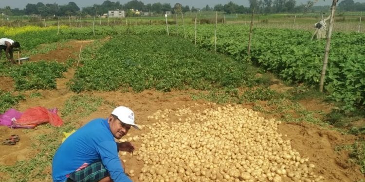 Potato mission fails in Jajpur district