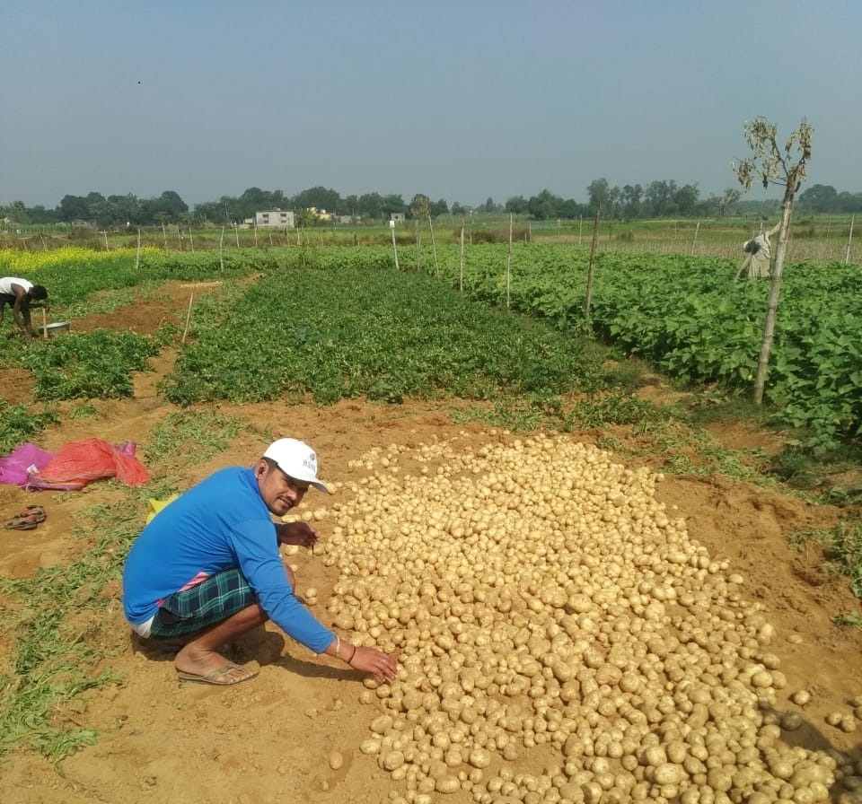 Potato mission fails in Jajpur district