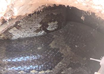 Pregnant python enjoys care, protection from villagers, forest department in Khurda