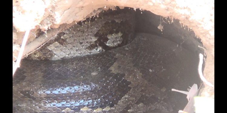 Pregnant python enjoys care, protection from villagers, forest department in Khurda