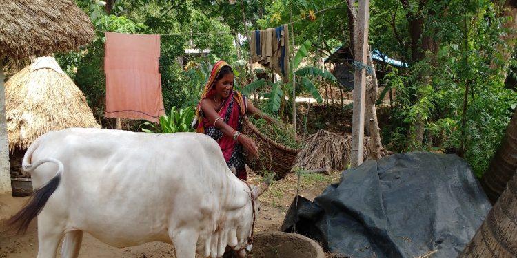 Sharp dip in milk offtake leaves dairy farmers in lurch  